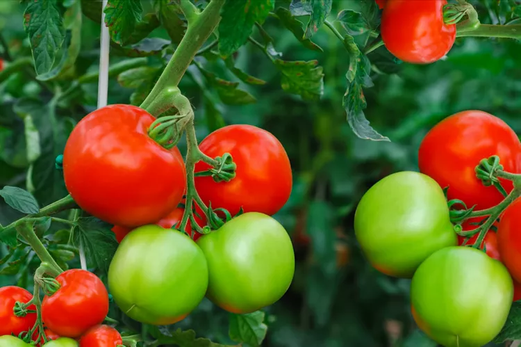 How to Use Peat Moss for Tomato Plants