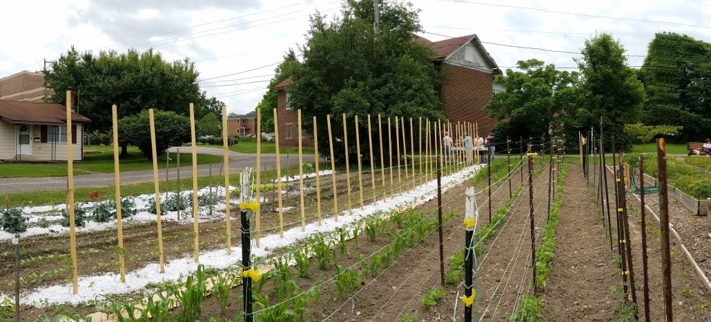 Master Vertical Gardening Techniques for Success