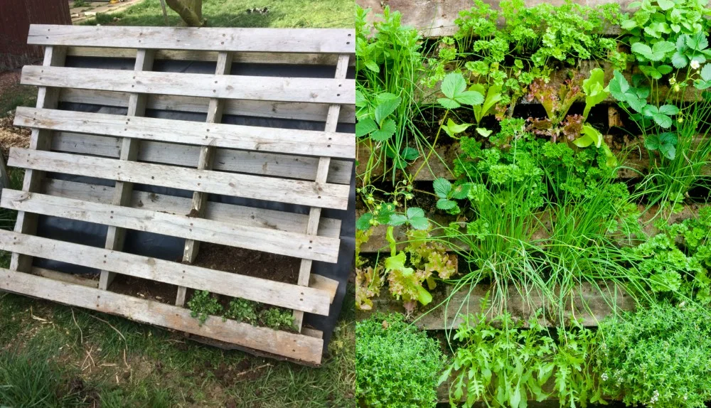 Transform Pallets into Stunning Vertical Gardens