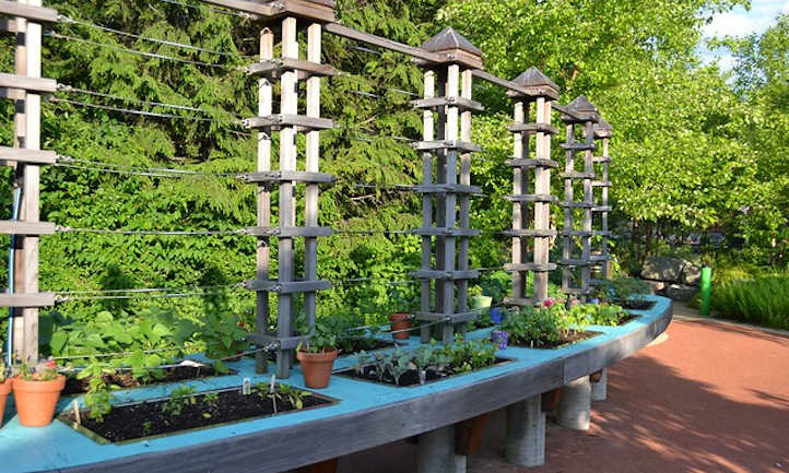 Enhance Your Vertical Garden with a Trellis