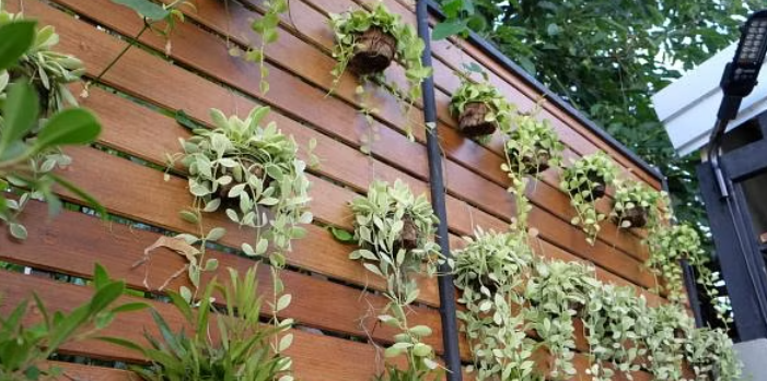 Create a Beautiful Vertical Garden on Your Balcony