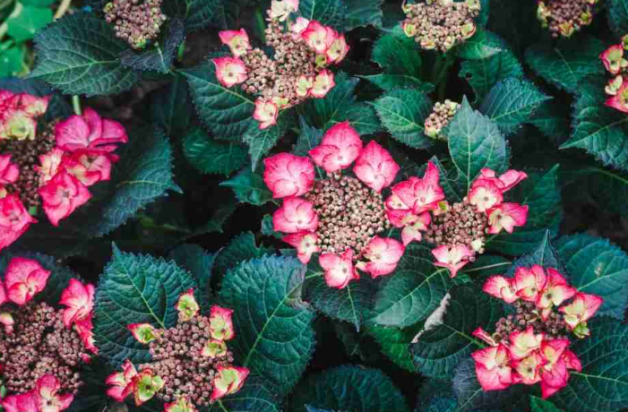 Cultivating Hydrangeas