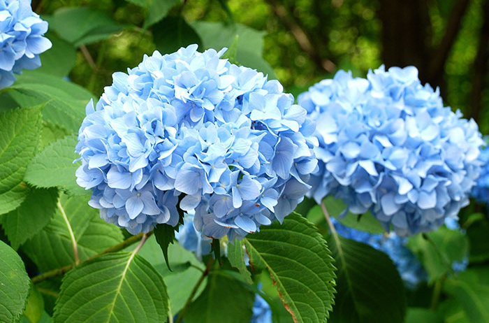 The Many Faces of Hydrangeas