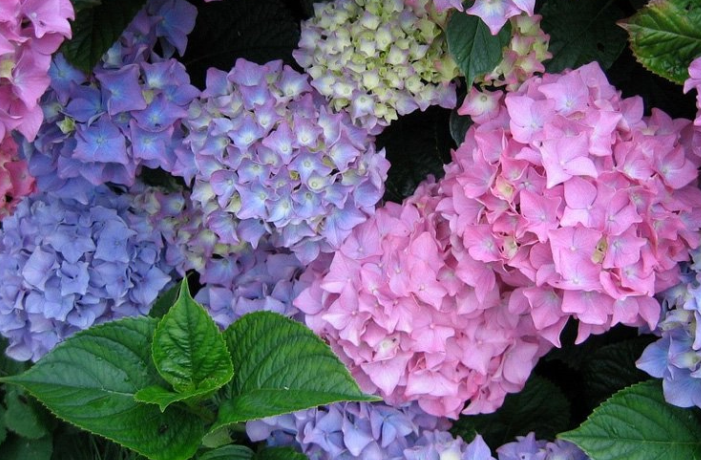 Understanding Hydrangea Basics