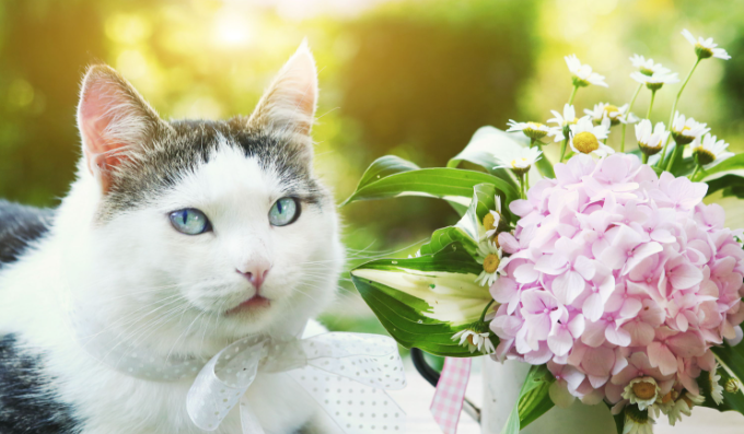 Are Hydrangeas Poisonous to Cats? Closer Look