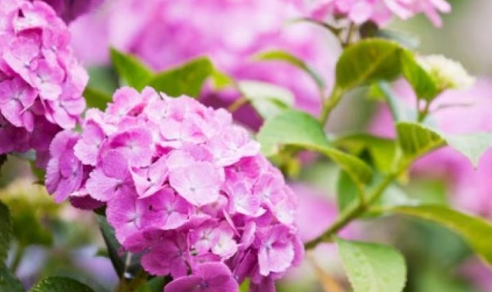 What Makes Hydrangeas Potentially Toxic