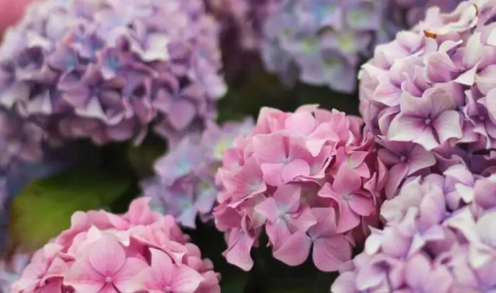 Exploring the Vibrant Colors of Hydrangeas