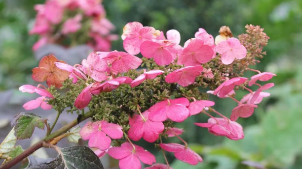 Hydrangeas: Explore their Colors, and Care