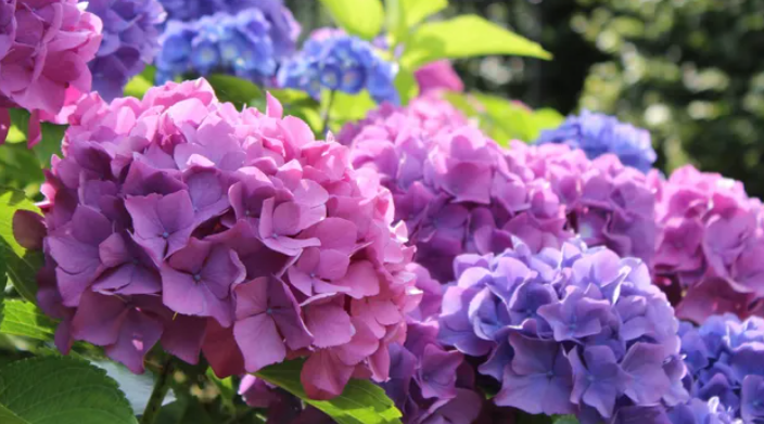 
The Seasonal Journey of Hydrangeas: From Spring Blossoms to Winter Prep