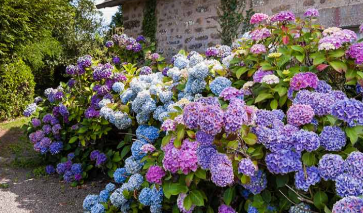 Care of Hydrangeas Discover the Secrets to Nurturing Beautiful Hydrangeas