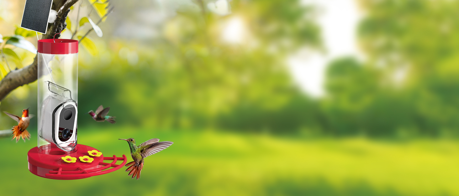 Best Hummingbird Feeder