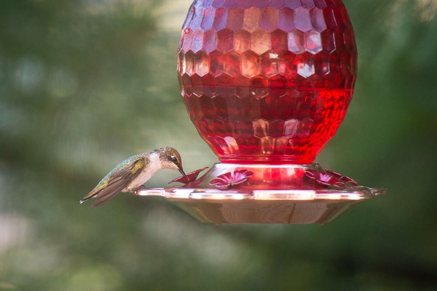 do hummingbird feeders need to be red
