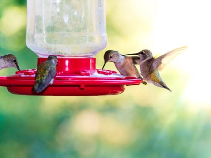 how often to change hummingbird feeder nectar