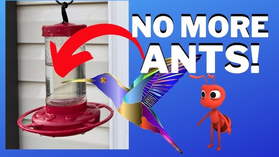 how to keep ants off hummingbird feeders