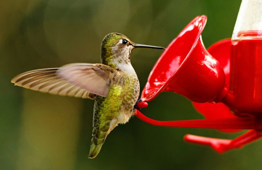 what to put in hummingbird feeders