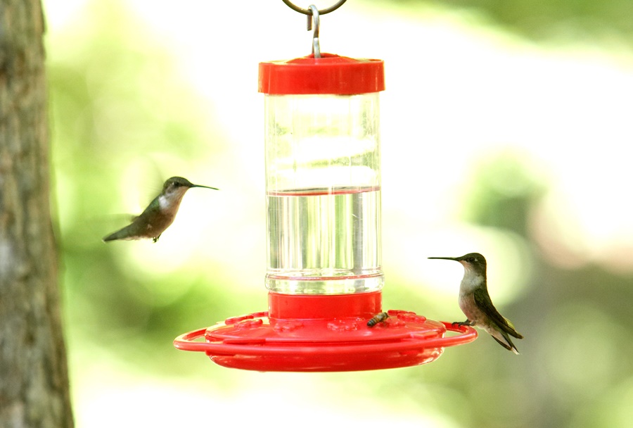when to put out hummingbird feeders