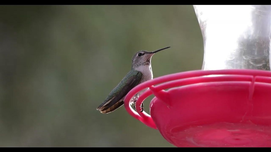 when to take down hummingbird feeders