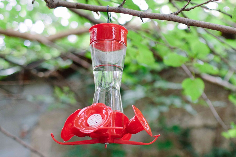 where to hang hummingbird feeders
