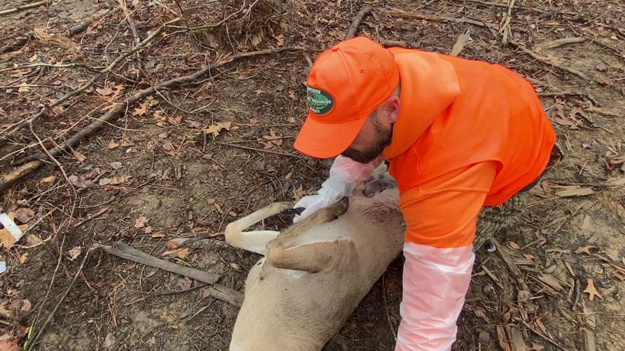 Field Dressing Basics and Handling Game
