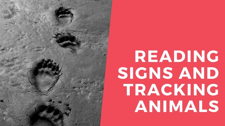 Tracking Animal Signs and Patterns