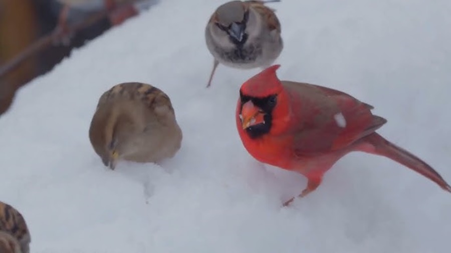 Common Northern Cardinal Behaviors and Traits