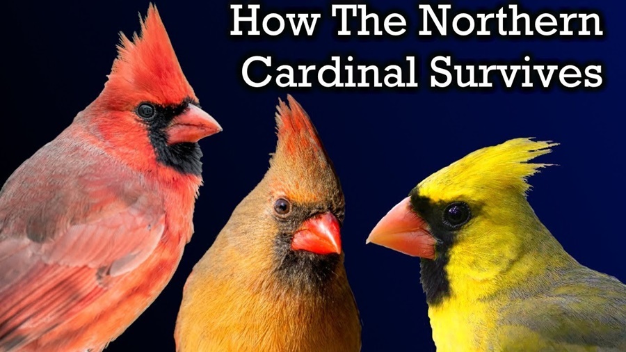 How Long Do Northern Cardinals Live? Lifespan and Survival