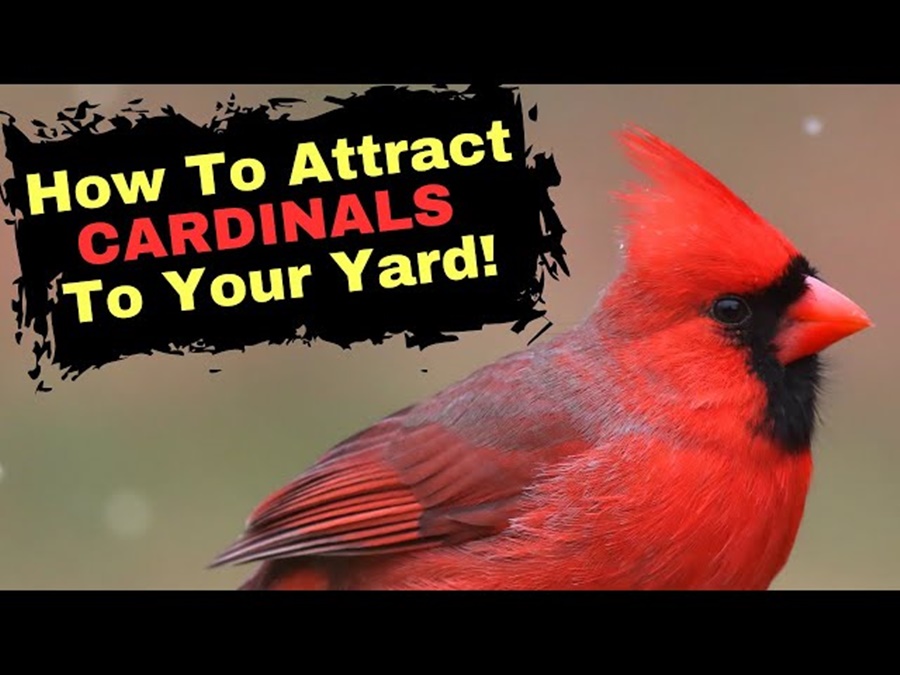How to Attract Northern Cardinals to Your Backyard
