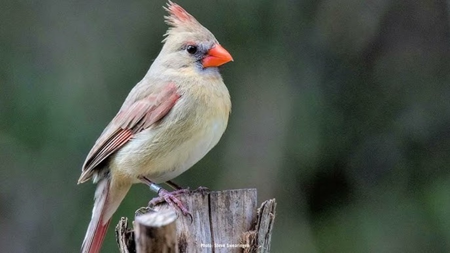 How to Identify a Northern Cardinal: A Complete Guide