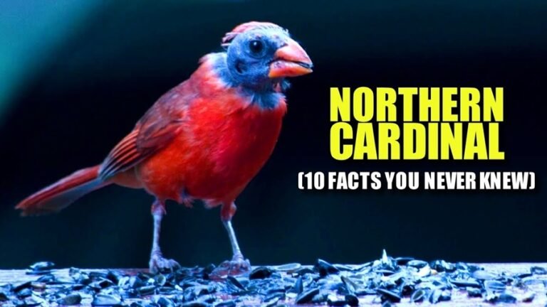 Interesting Facts About Northern Cardinals You Should Know – Soak Petals