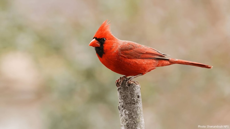 Northern Cardinal Habitat and Range: Where These Birds Live
