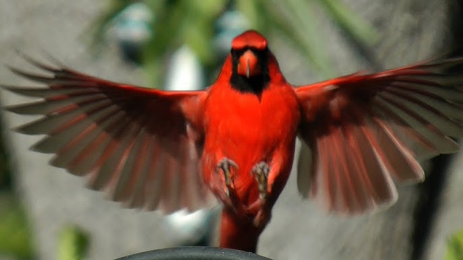 Northern Cardinal Migration Facts: Patterns and Timing