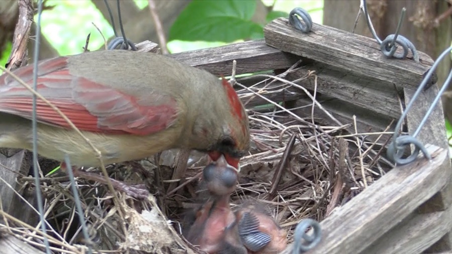 Northern Cardinal Nesting Behavior: What You Need to Know