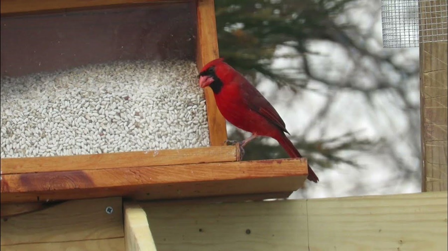 What Do Northern Cardinals Eat? Diet and Feeding Habits Explained
