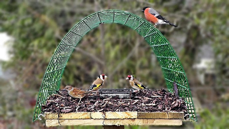 Finch Feeder vs Bird Table: Which Is Better for Finches?
