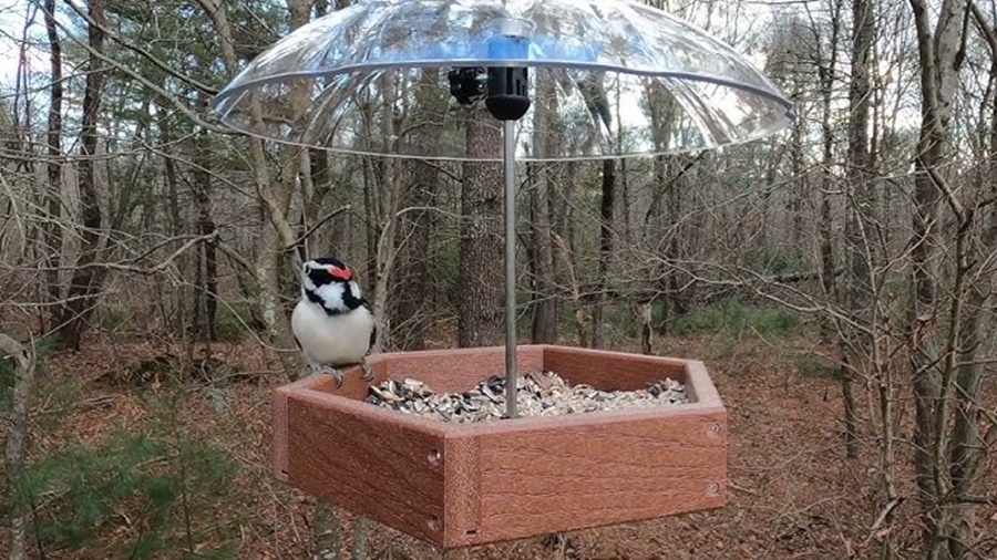 Finch Feeder vs Platform Feeder: Best Choice for Birds