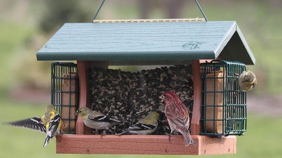 Finch Feeder vs Sunflower Feeder: Which Is Best?