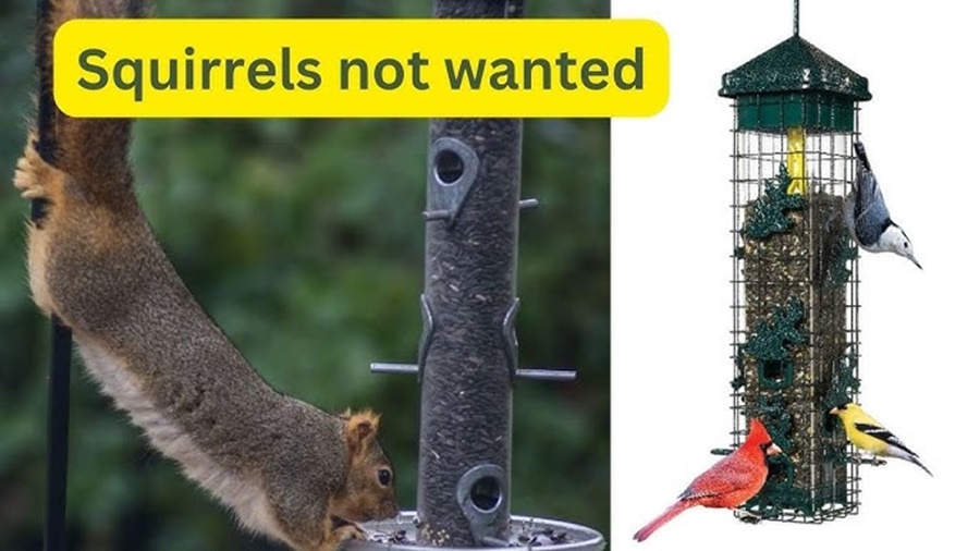 Gravity vs Squirrel Proof Finch Feeder: Which Wins?