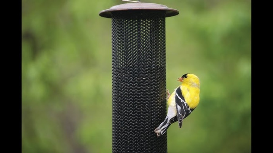 Mesh vs Tube Finch Feeder: Which Feeder Works Best?