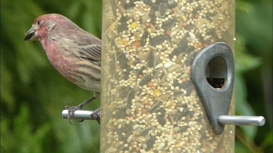 Nyjer Feeder vs Seed Feeder for Finches: Key Differences