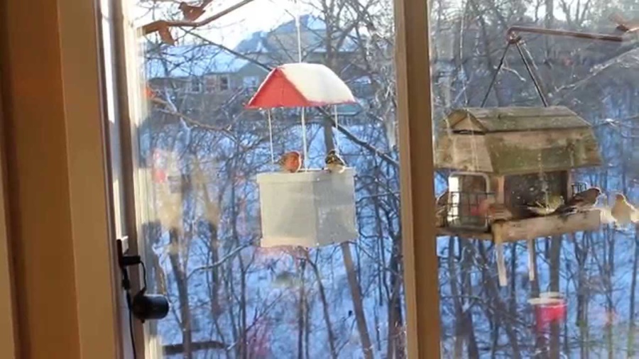 Tube vs Hopper Finch Feeder: Which Is Better for Birds?