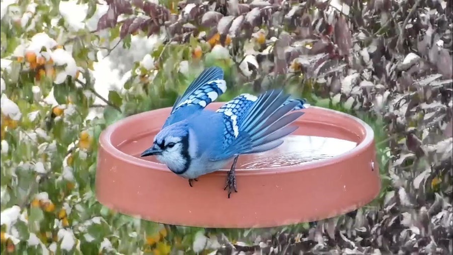 heated bird bath vs regular bird bath