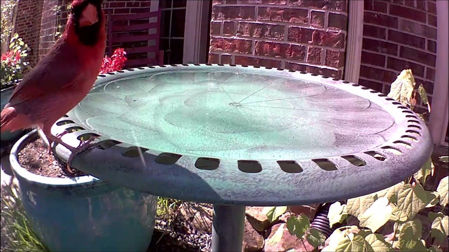 plastic bird bath vs metal bird bath