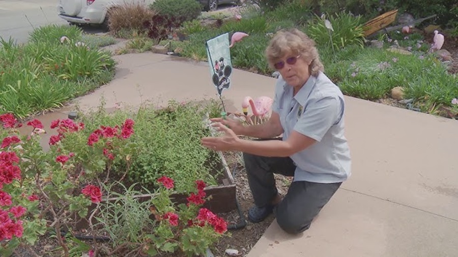 Micro Irrigation vs Drip Irrigation