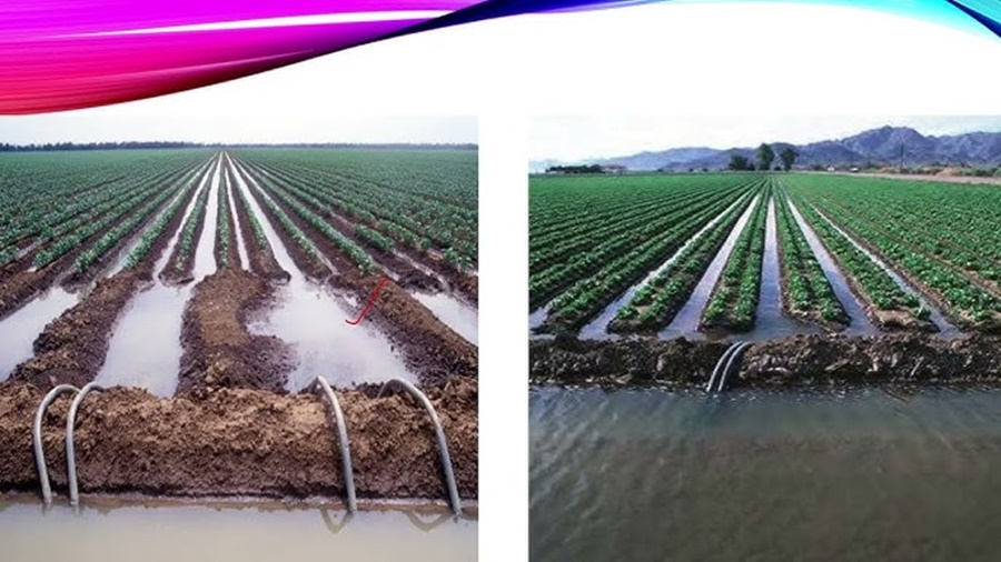 Surface Irrigation vs Drip Irrigation