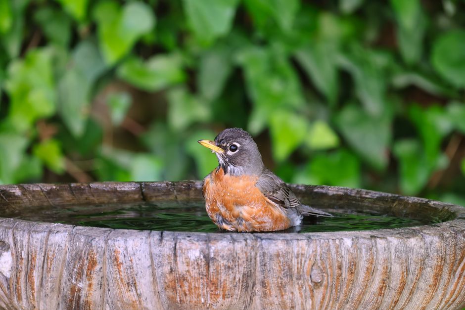 7 Best Solar Bird Baths for Your Garden