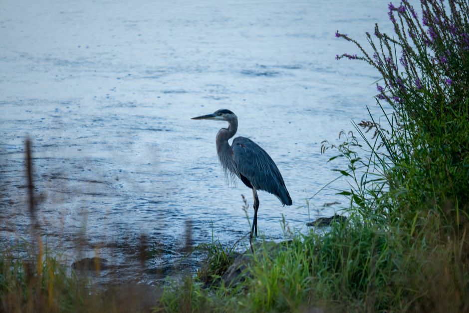 Birding locations in the us: Complete Guide