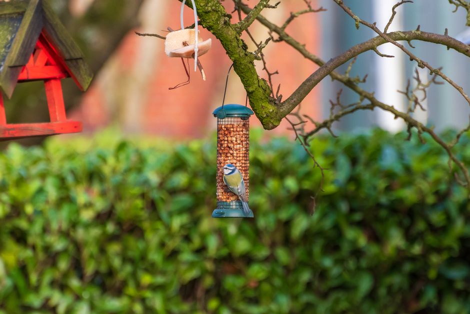 Bird feeder types: Complete Guide