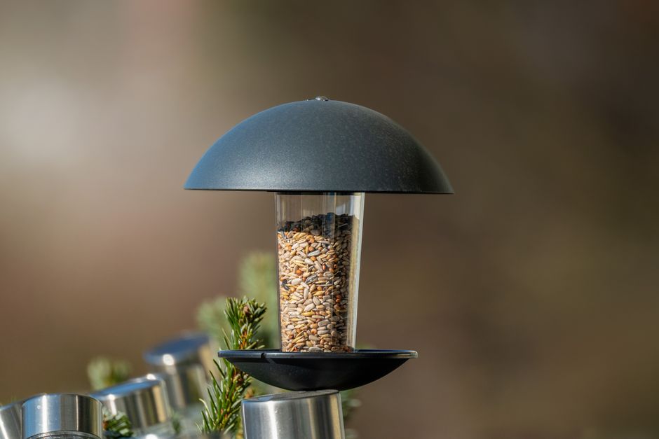 7 Best Bird Feeders with Camera for Bird Watching