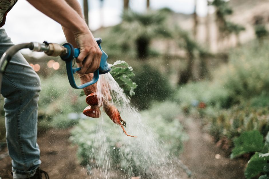 8 Best Garden Hoses for Every Gardener's Need