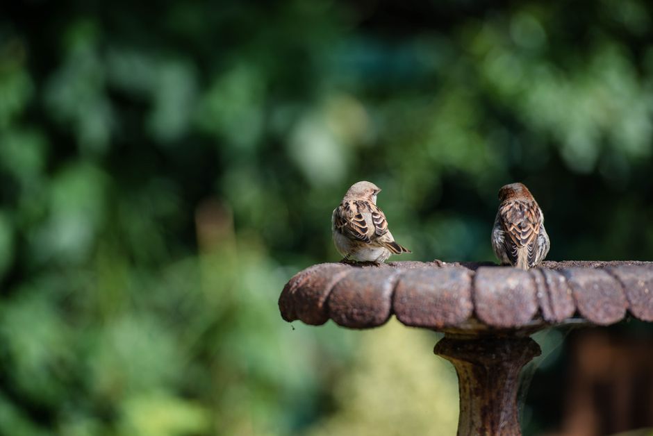 7 Best Solar Bird Baths for Your Garden